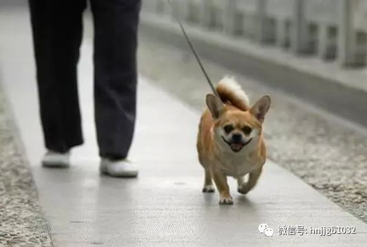 杭州最新养狗规定，推动人与犬只和谐共生，共融共融发展