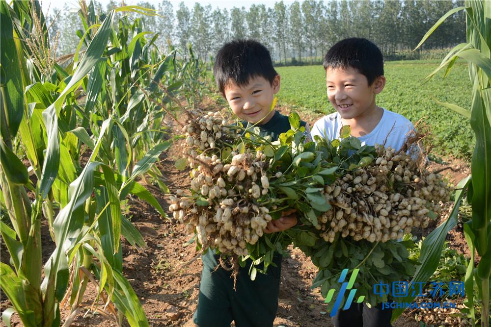 最新联合花生收割机的技术革新及其在农业的应用