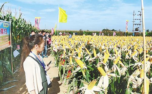 河北沃土种业最新消息全面解析