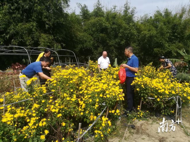 菊花村委会乡村振兴与社区发展融合实践最新项目启动