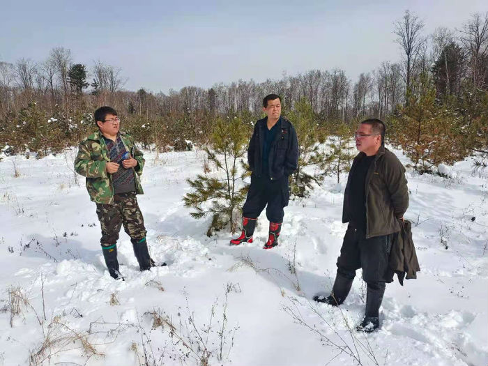 林甸县长青林场绿色发展项目，探索与实践