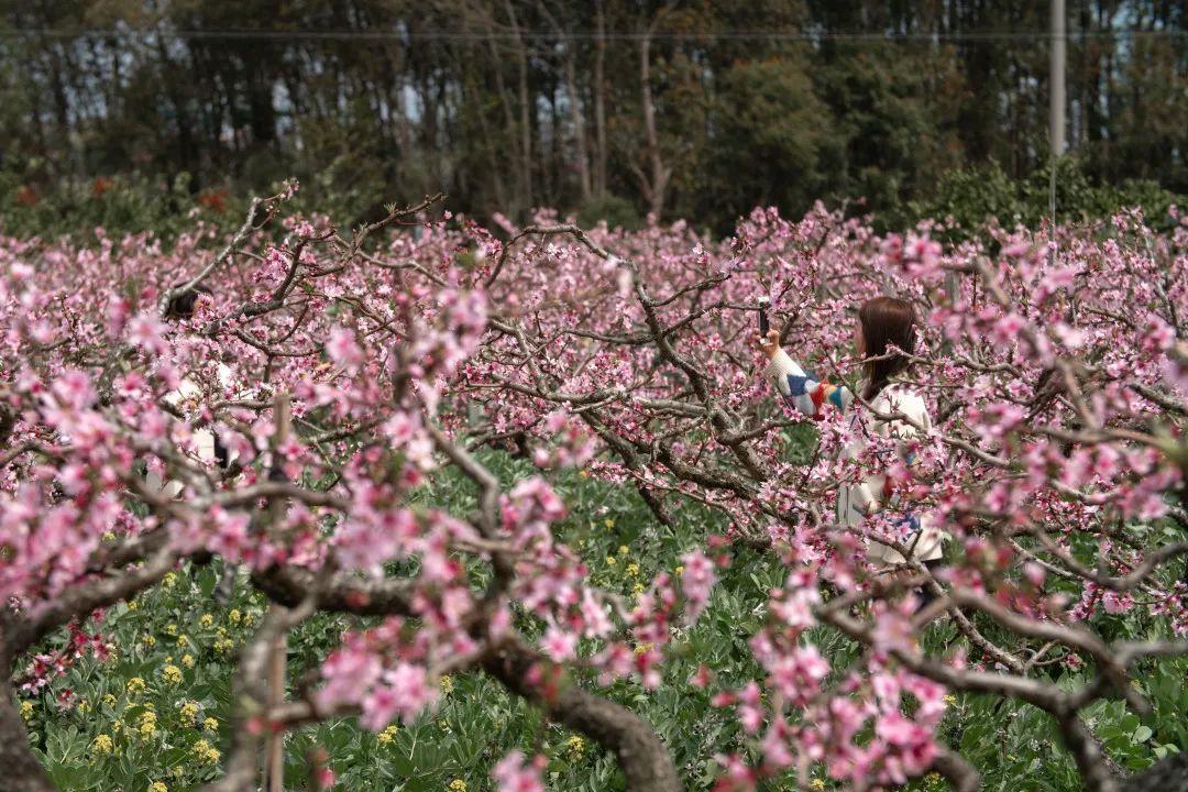 2025年1月15日 第46页