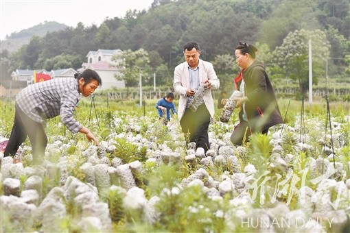 月花村最新新闻速递